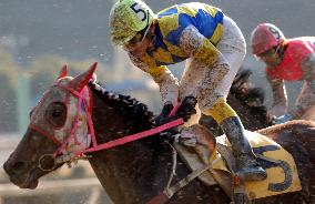 Japan's popular racehorse Haruurara